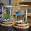 Petit aquarium en verre de base de bambou mini